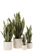 J-Line plant Sansevieria In Pot - kunststof - groen - extra large