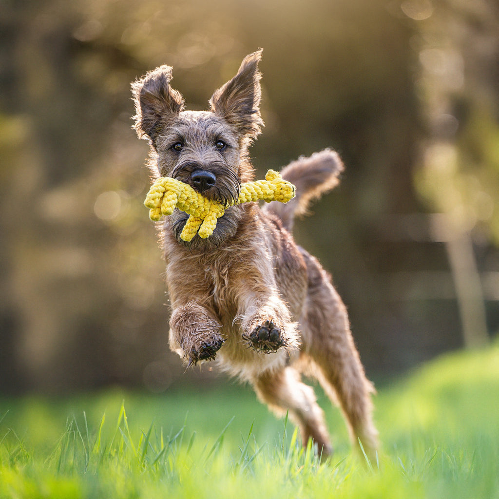 Greta Giraffe - cultspeelgoed voor honden