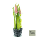 Muscari met gras in modderroze 20cm