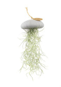 Hanger – zee-egel met tillandsia – grijs – large