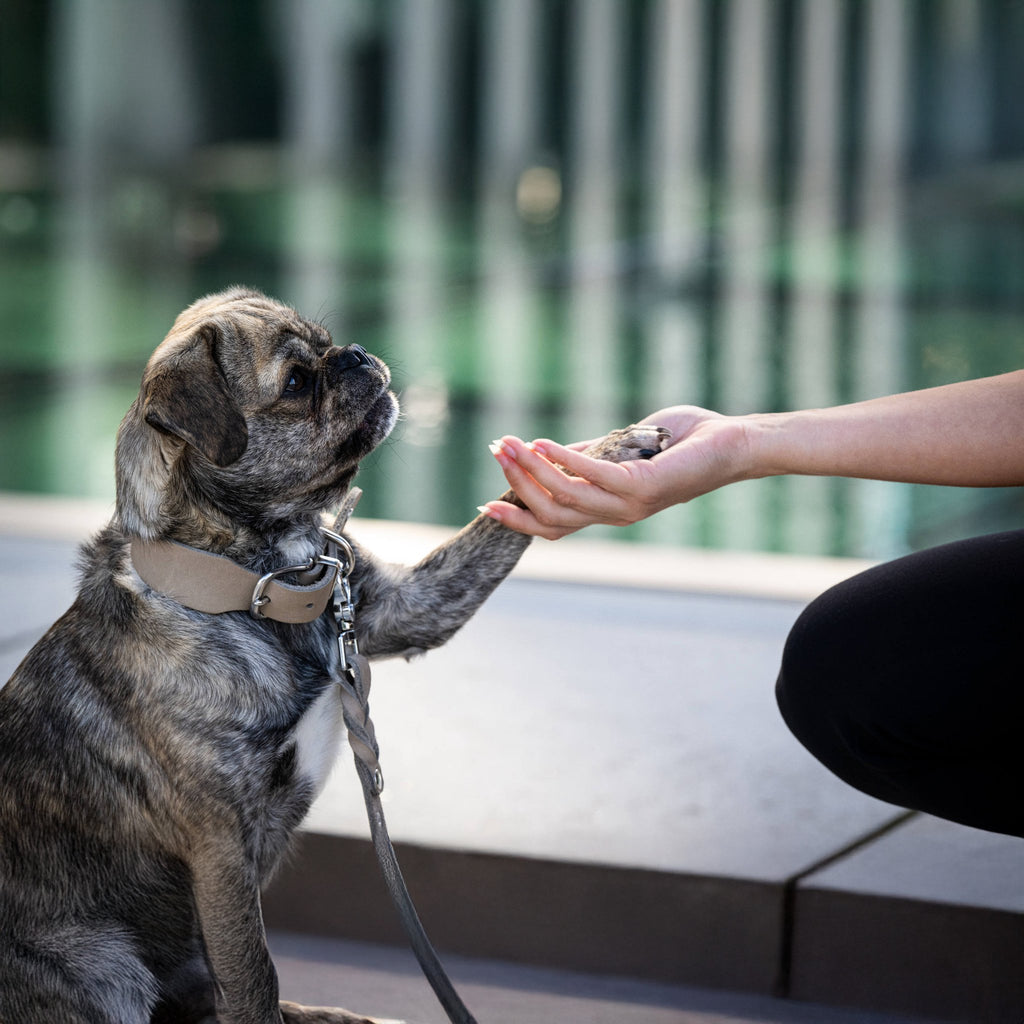 Giro leren halsband voor honden