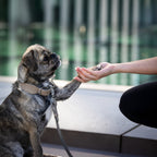 Giro leren halsband voor honden