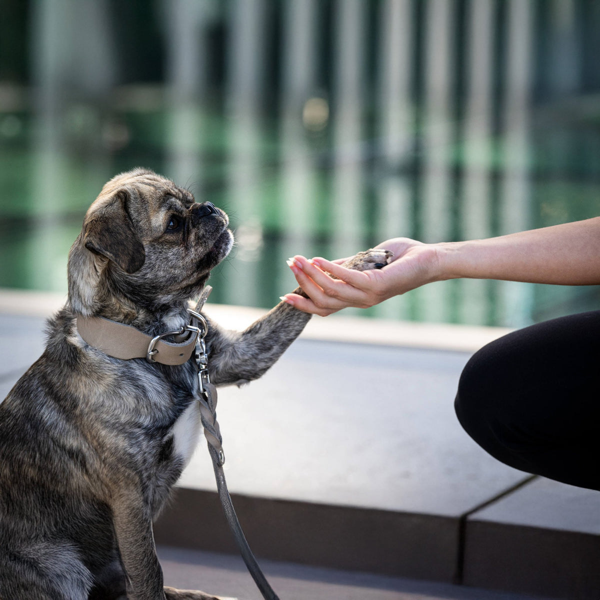 Giro leren halsband voor honden