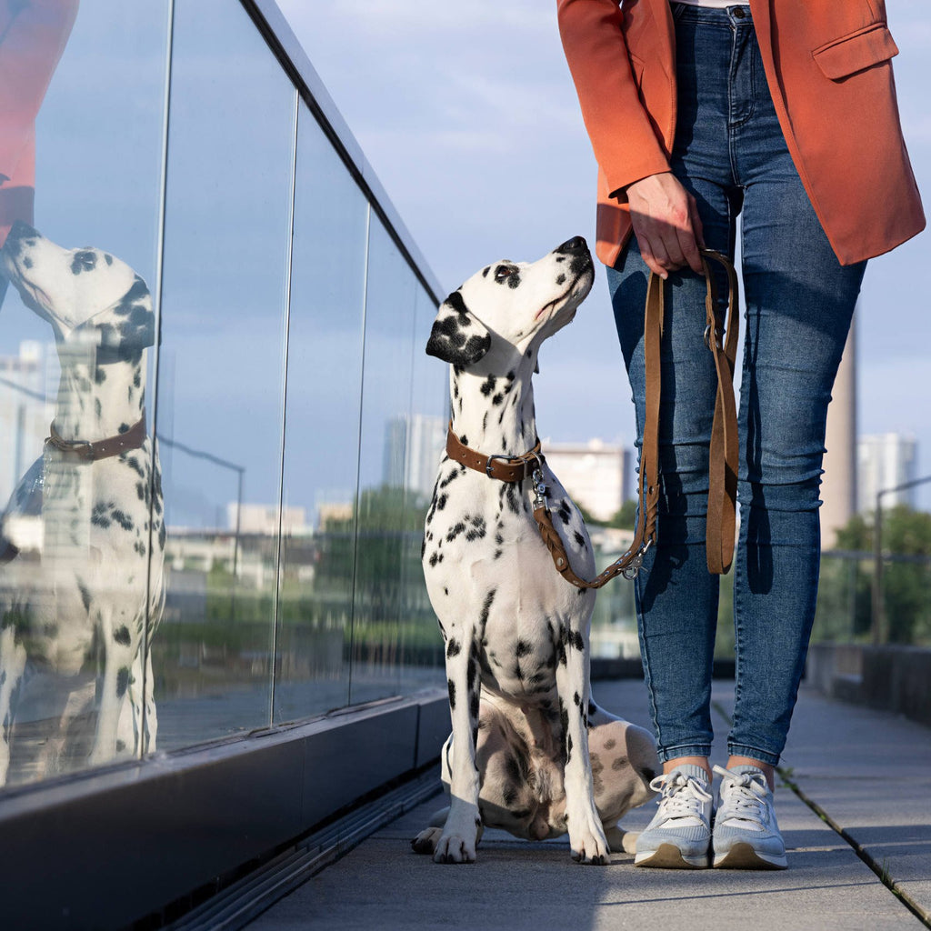Giro leren riem voor honden