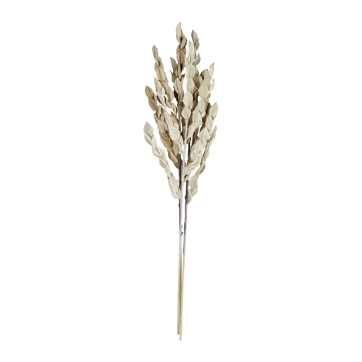 Droge bloem senneterre bruin 20x2x60 cm