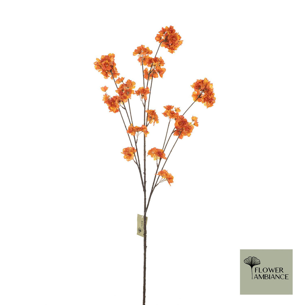 Prunus Malaga tros oranje 126cm