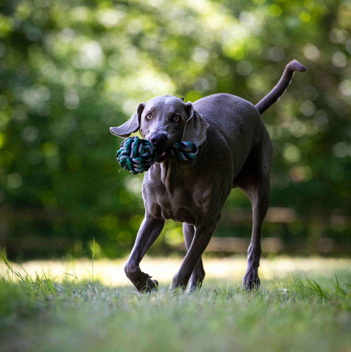 Mega slingerbal - cultspeelgoed voor honden