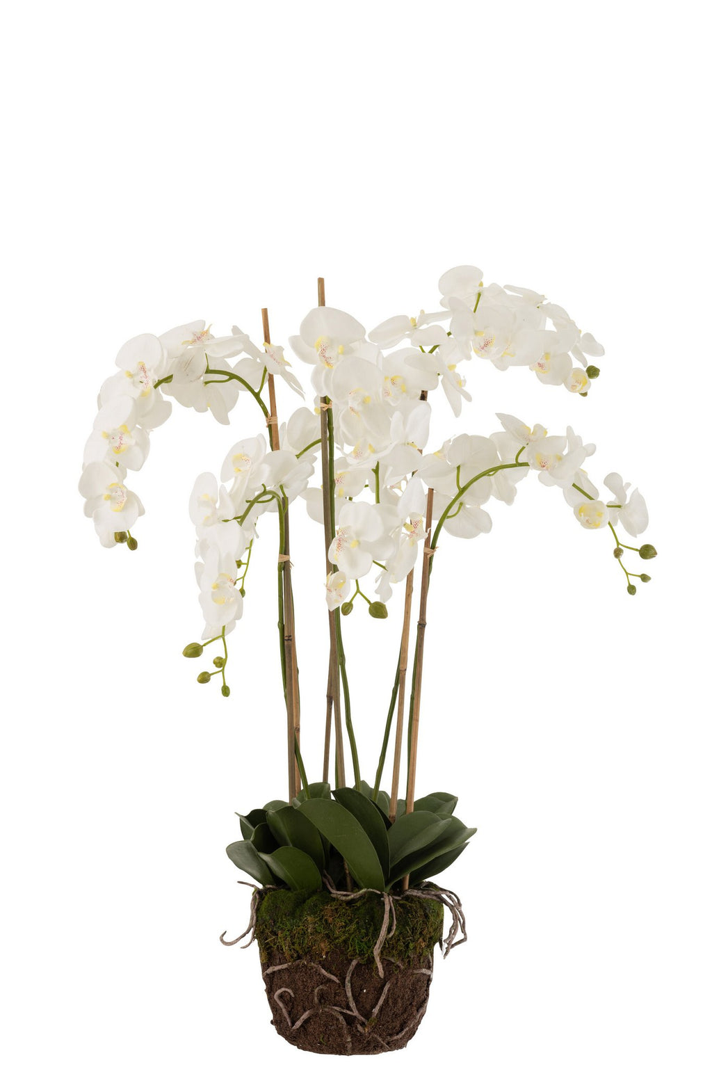 J-Line plant Orchidee In Aarde - kunststof - wit/groen - extra large