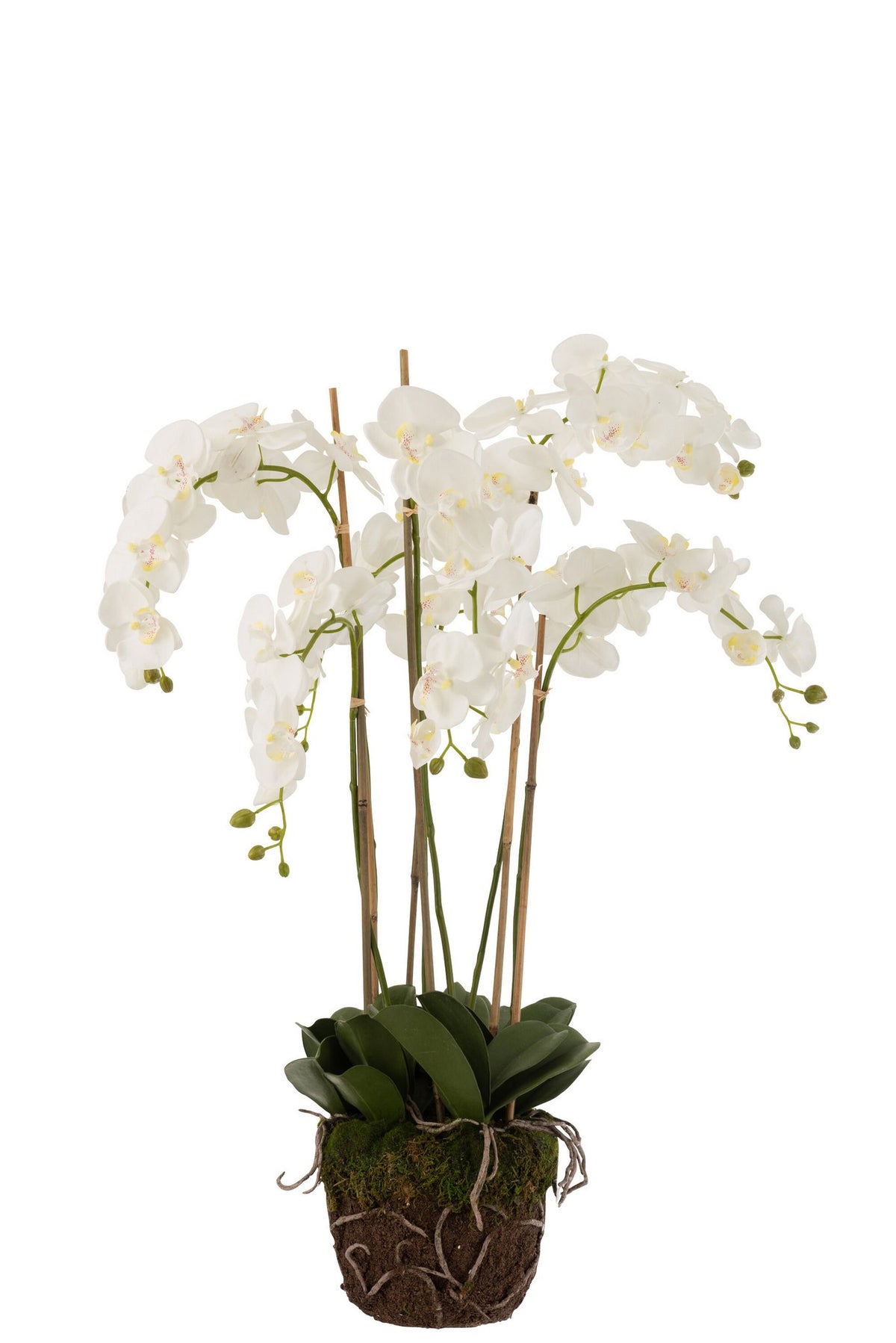 J-Line plant Orchidee In Aarde - kunststof - wit/groen - extra large