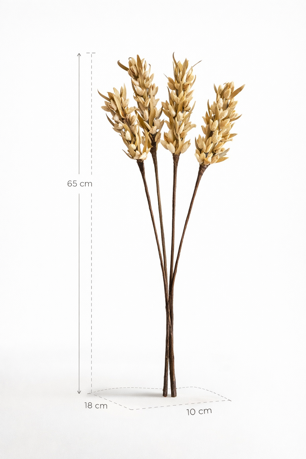 Malar Bakuli Droge Stengels – Natuurlijk – Geconserveerd Botanisch Decor – Set van 5
