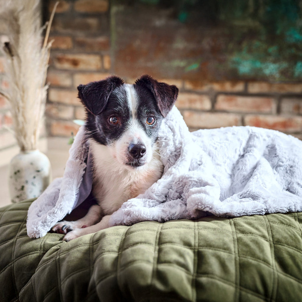 Cosy knuffeldeken voor honden