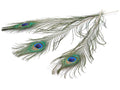 Pauwenveren 12st 70-80cm