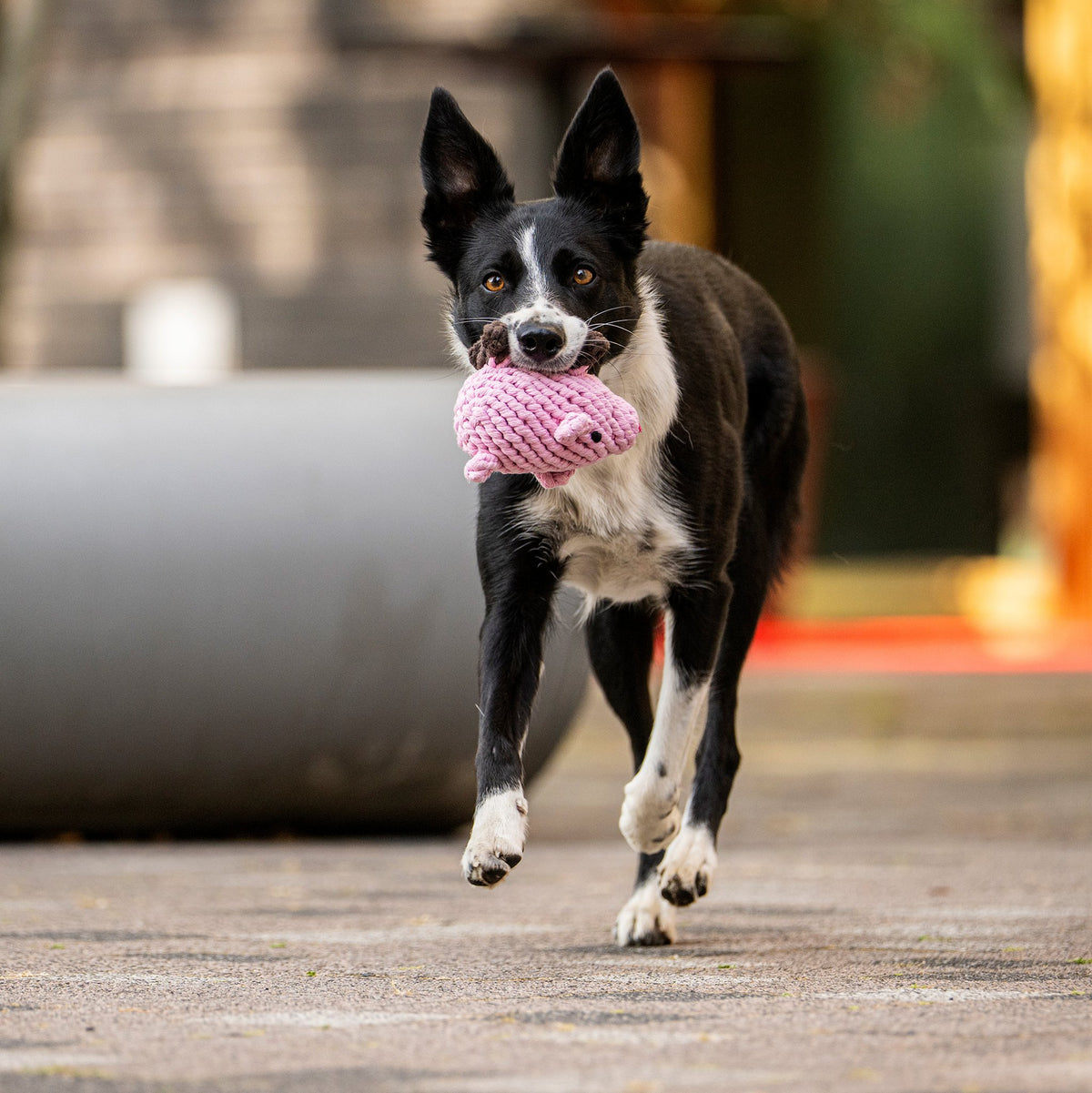 Hondenspeelgoed Katoenen Touw Lucky Pig - Piggy PIG