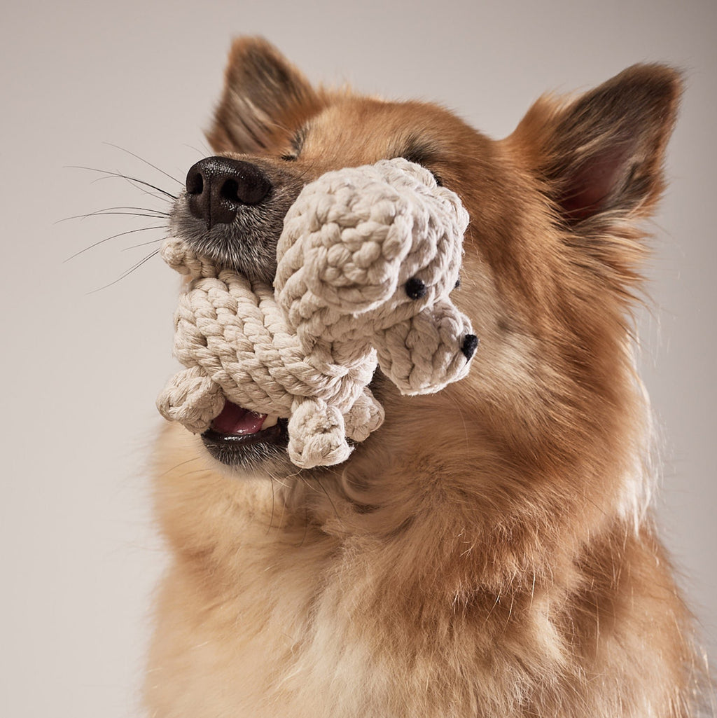 Tapsi - cultspeelgoed voor honden