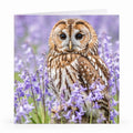 Wenskaart - "Uil tussen paarse bloemen" - 8 Stuks