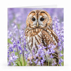 Wenskaart - "Uil tussen paarse bloemen" - 8 Stuks