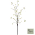 Prunus Malaga spuitcrème 195cm