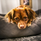 Oxford I Klassieke Hundebett