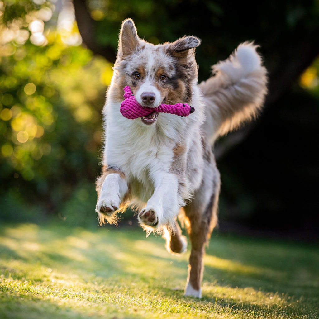 Franzi Flamingo - cultspeelgoed voor honden