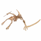 Bouwpakket Pterosaurus- kleur
