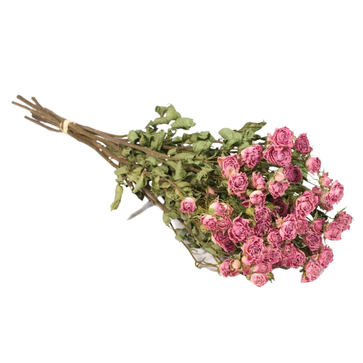 Droogbloemen - Trosrozen Natuurlijk Roze