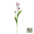 Papegaaitulp Sally lavendel 71cm