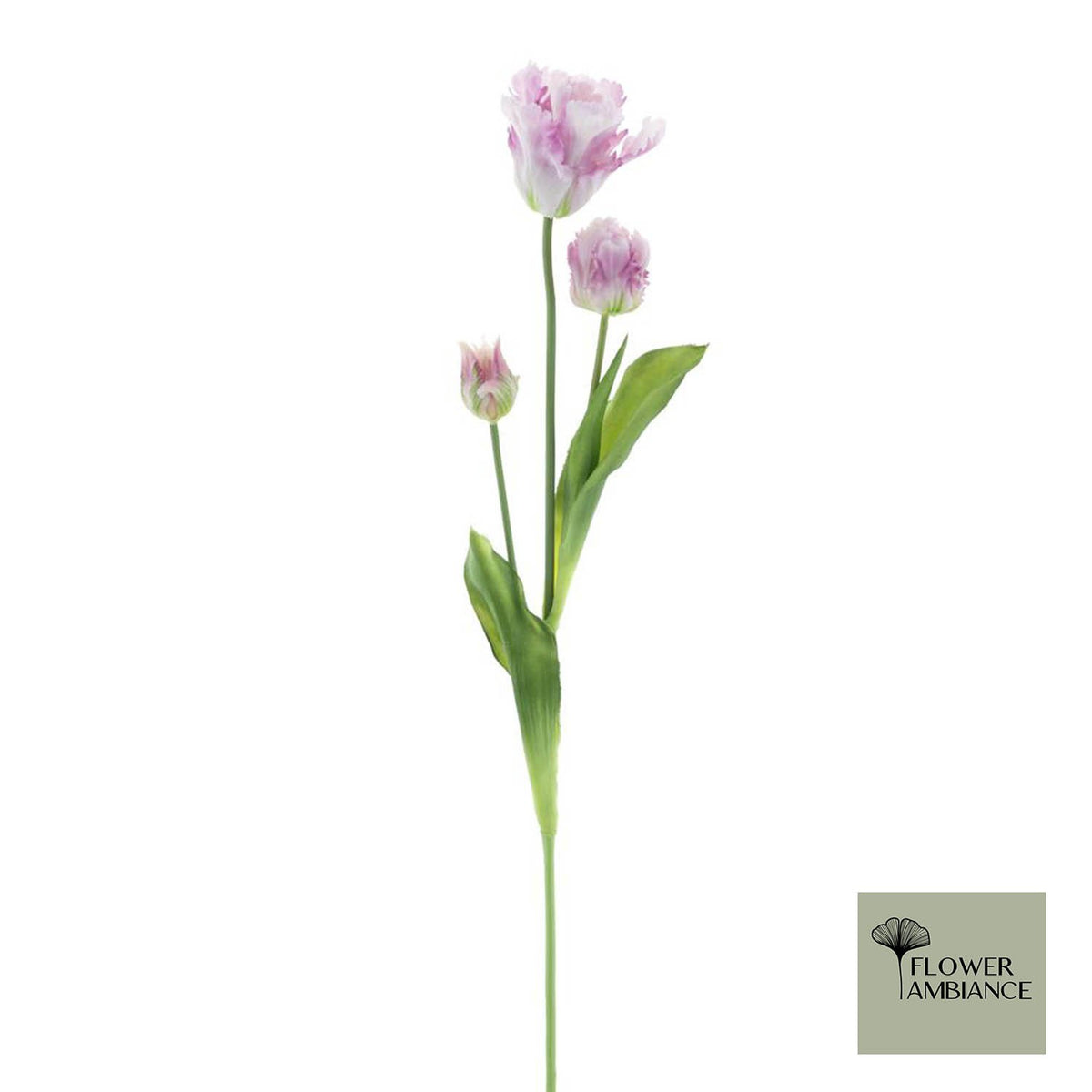 Papegaaitulp Sally lavendel 71cm