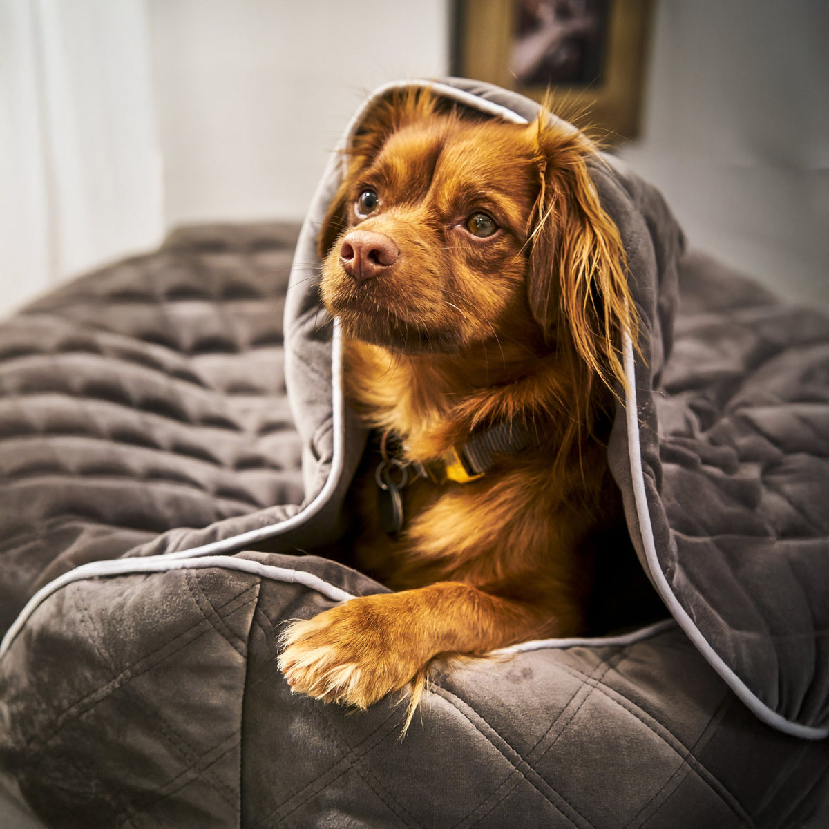 Oxford fluwelen deken voor honden