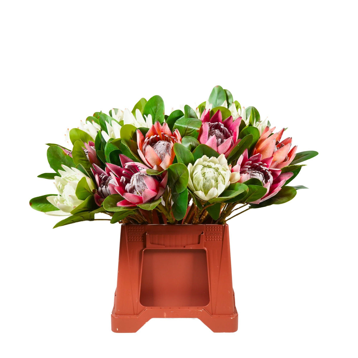 Protea kunstmatige zachte aanraking 40 cm - wit - speciale deal!