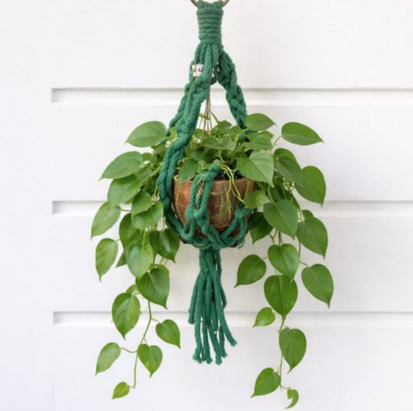 Luna-Leena plantenhanger mini - groen - set van 3 stuks - katoen macramé - L38cm - handgemaakt in Nepal