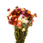 Gedroogde bloemen – Helichrysum-mix