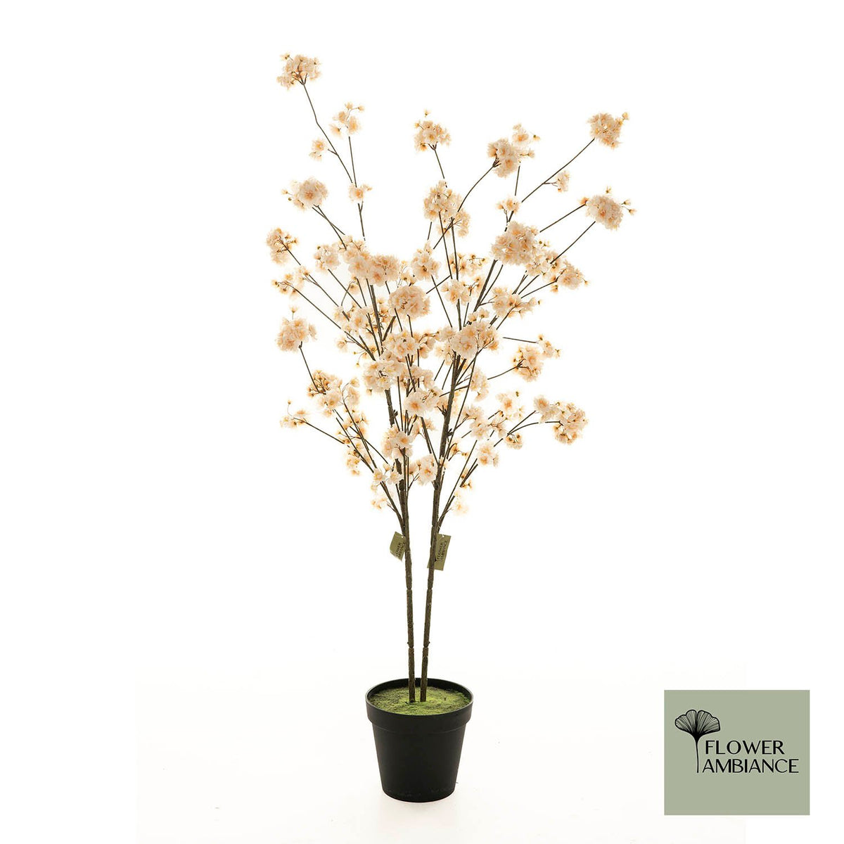 Prunus Malaga tree beige 165cm