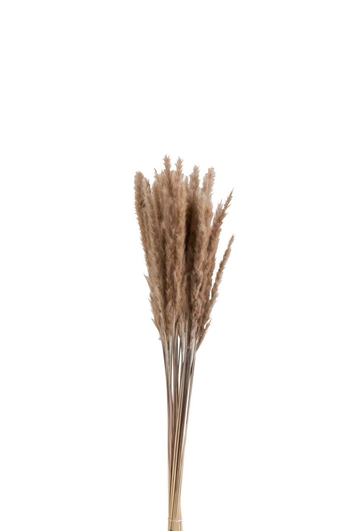 J-Line droogbloemen - Bundel Pennisetum - gedroogd gras - bruin