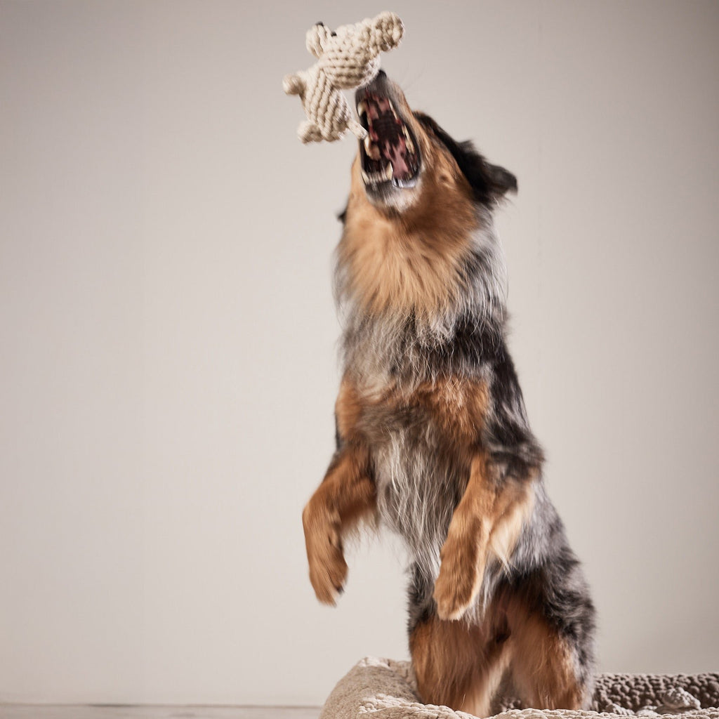 Tapsi - cultspeelgoed voor honden