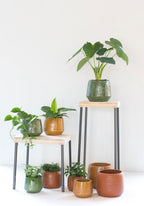 Caisa plantentafel