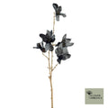 Magnolia Ardesio bruin 74cm