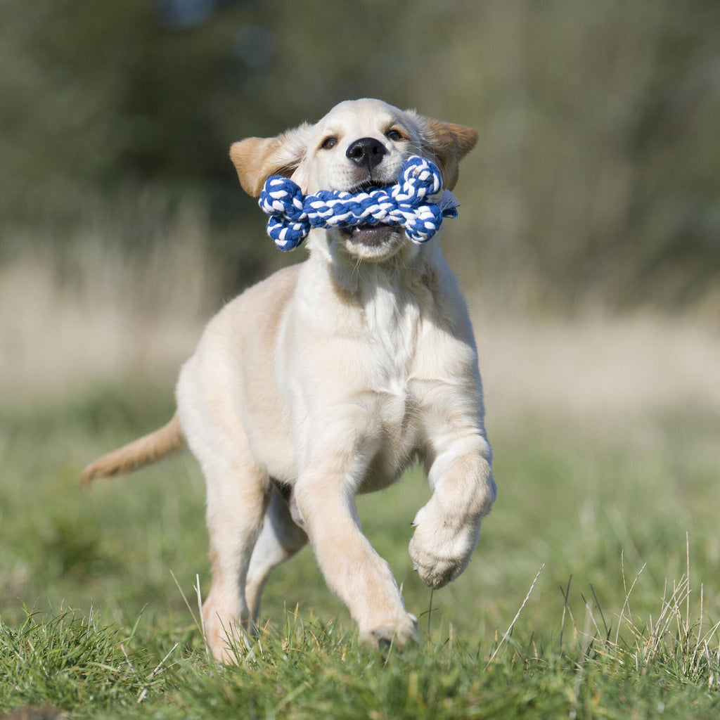 Bonnie Bone - cultspeelgoed voor honden
