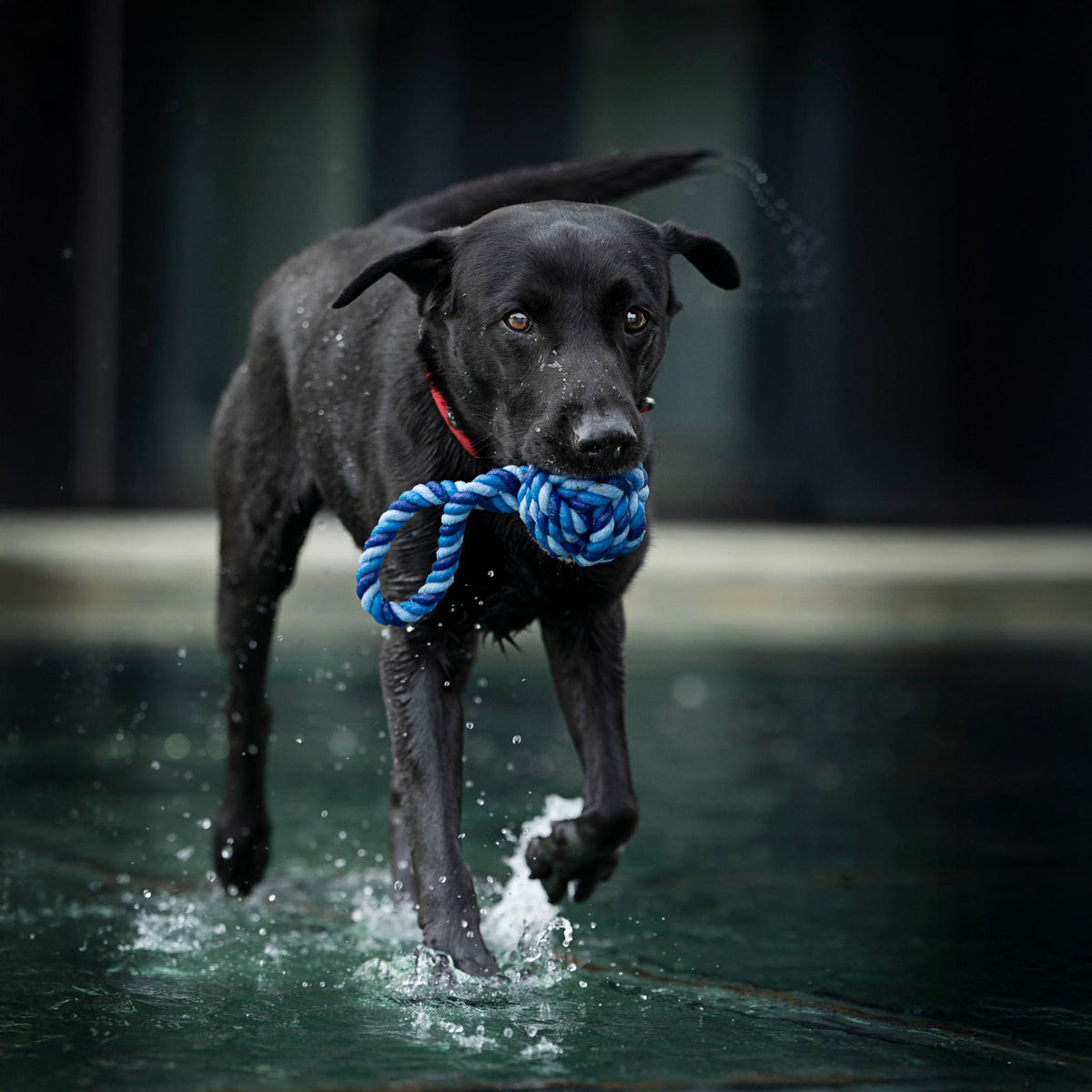 Maxi Sling Ball - cultspeelgoed voor honden