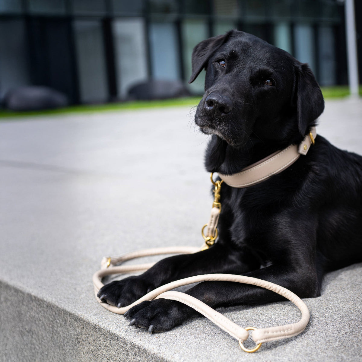 Amici Ivory – Rondgestikte leren riem