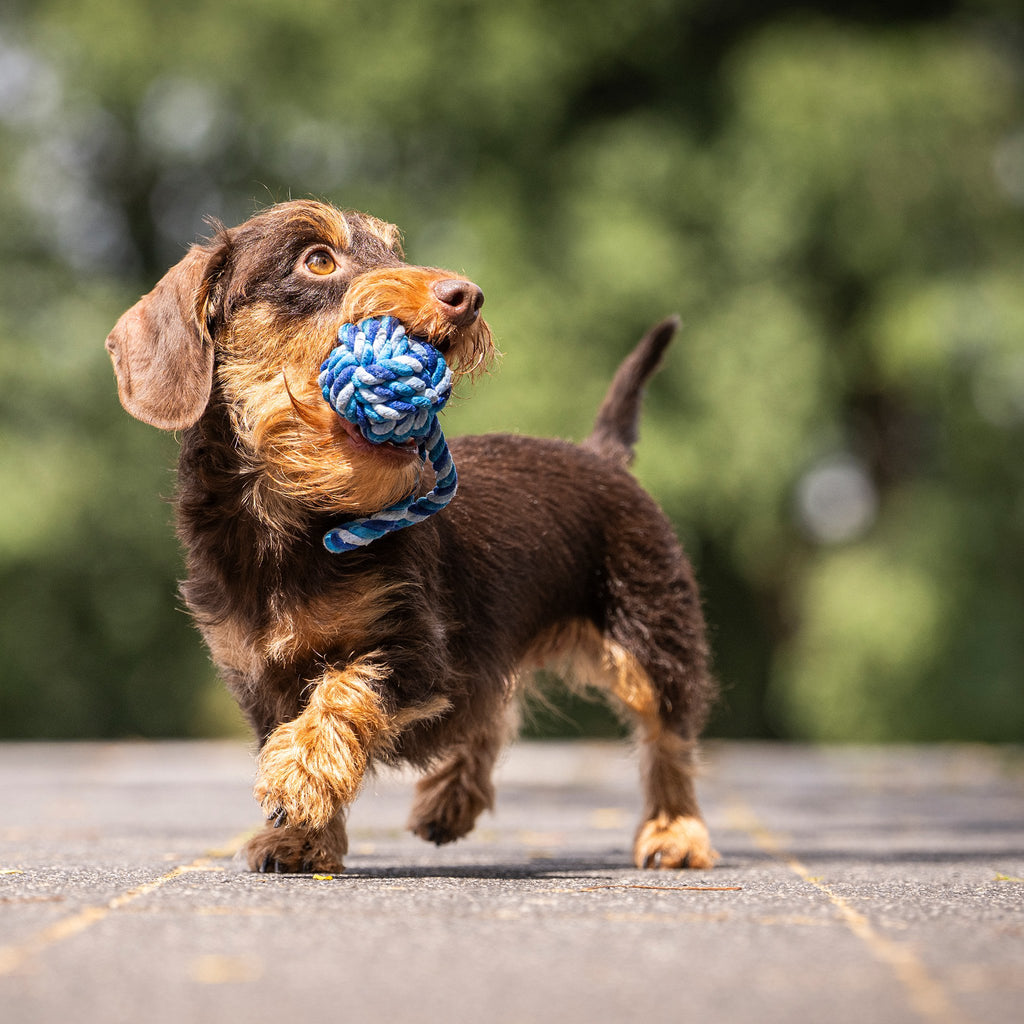 Mini-slingbal - cultspeelgoed voor honden