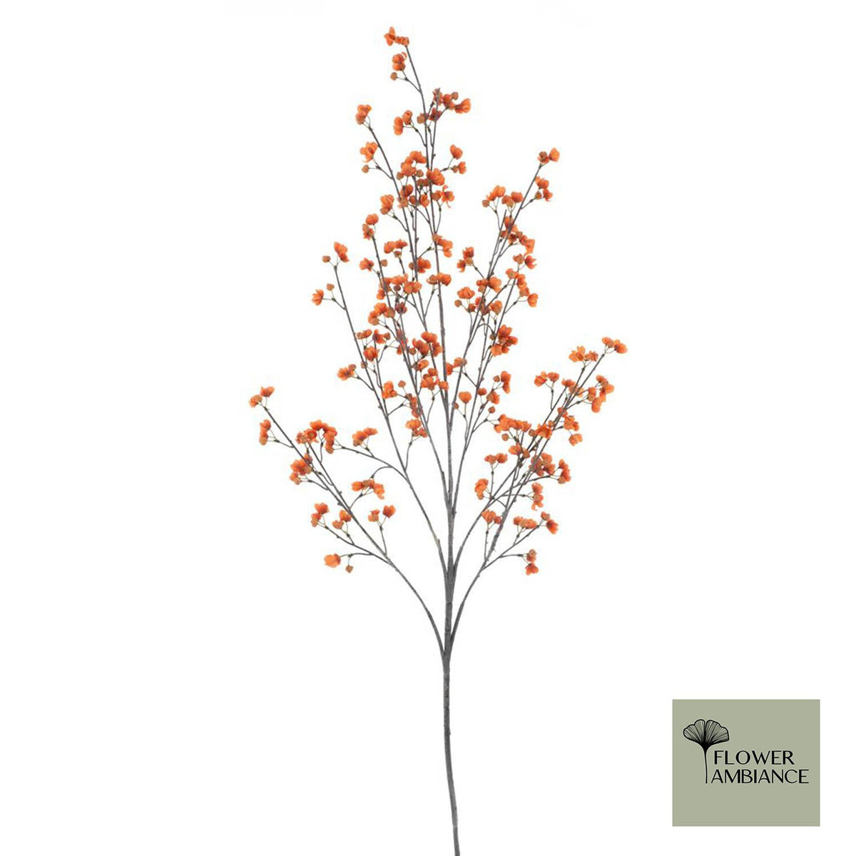 Bitterzoete bes oranje 157cm