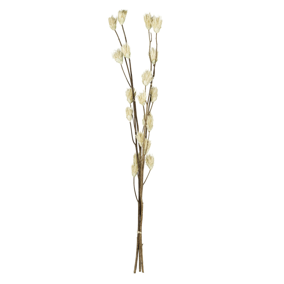 Droge bloem senneterre groen 20x7x100 cm