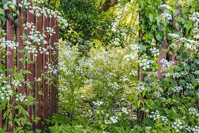 Ik droom van een cottage-tuin. Verliefd op delphiniums, phlox & vingerhoedskruid