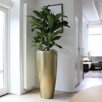 Plantenpot - Kentucky gold