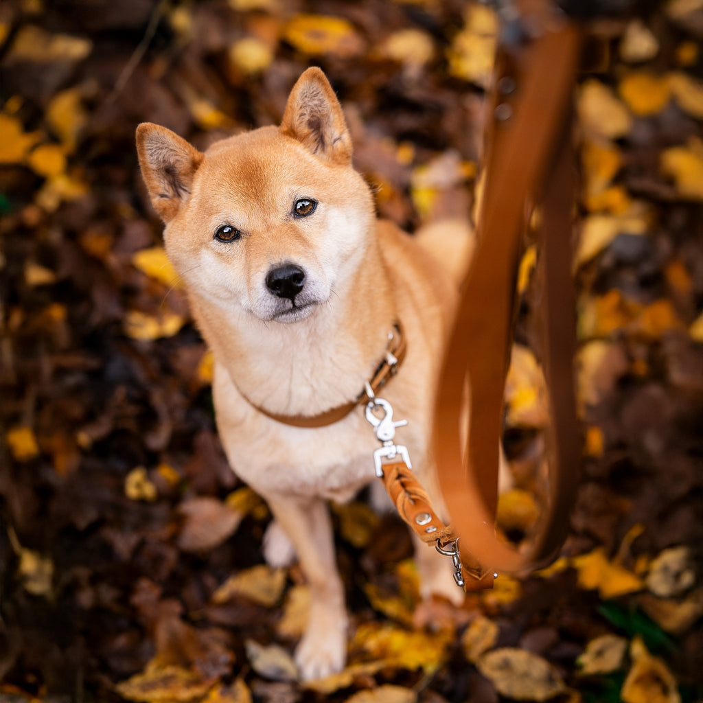 Giro leren riem voor honden