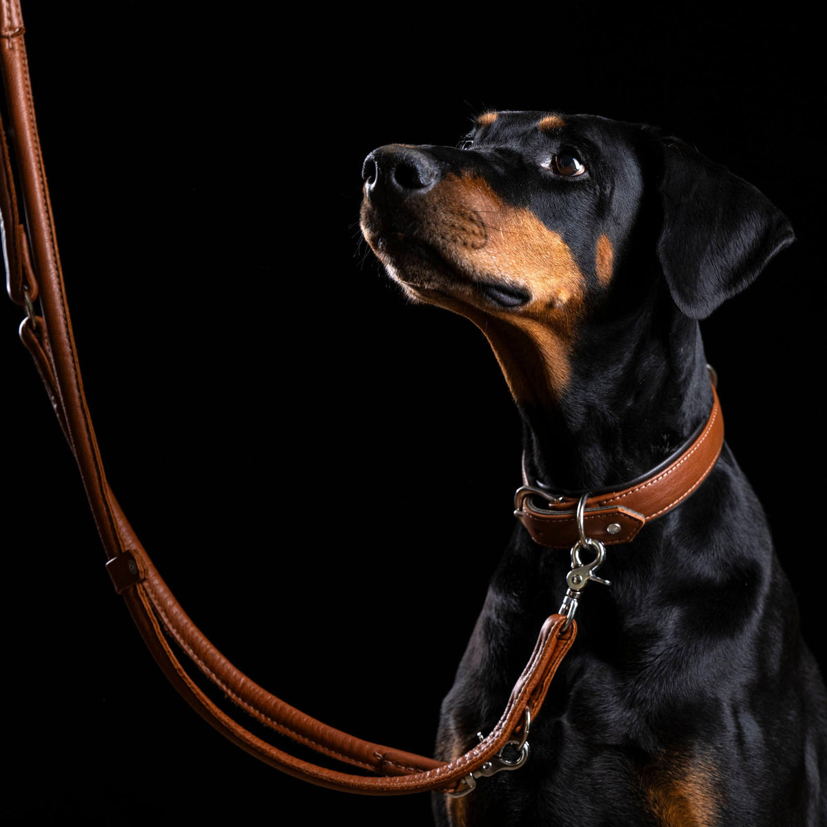 Amici - Elegante ronde riem voor modebewuste hondenliefhebbers