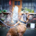 Giro leren riem voor honden