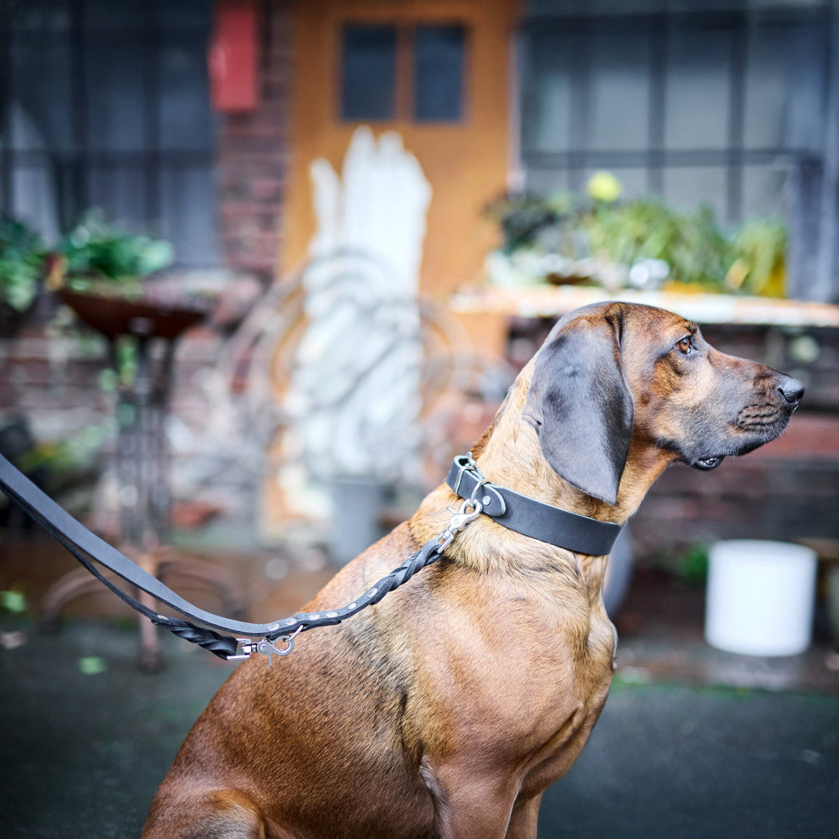Giro leren riem voor honden