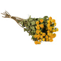 Droogbloemen - Trosrozen Natuurlijk Geel
