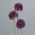 Kunst Alliumset 3st 46cm paars